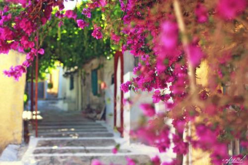 its-mademoiselle-love:   Greek alleys ~ Corfu
