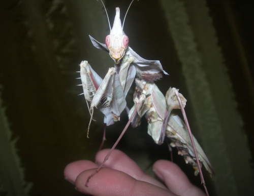 mirkokosmos:Idolomantis Diabolica