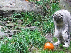 askfluffi:  premiumgifs:  Baby Snow Leopard vs. Pumpkin  GUYZ PUNKIN OMG!! 