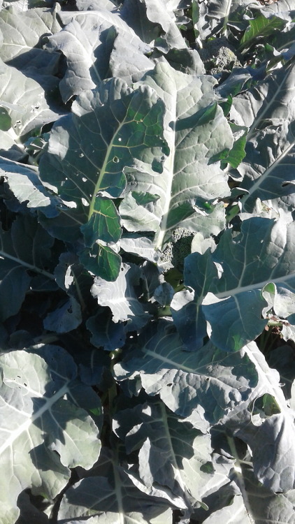 Broccoli! Can harvest the first one reeeeeal soon.