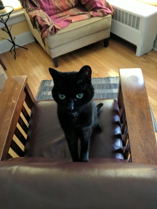 naturelvr69likes:bwwhitney:for @trishamaeva and @marauderfan and anyone else who likes catsI swore I
