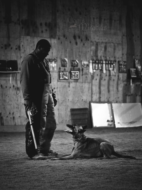 coalthepsd:canismirabilis:I think I like these more dramatic shots a bit better (can’t see how messe