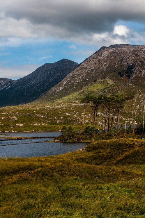 A tribe of bare pines aiming to grow as tall as peaksDerryclare Lough, August 2020