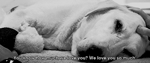 my-teen-quote:  beautiful blog full of baby animals!