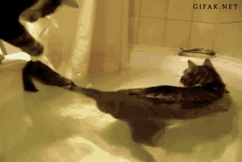 catsdogsblog:  More GIFs: http://catsdogsblog.tumblr.com