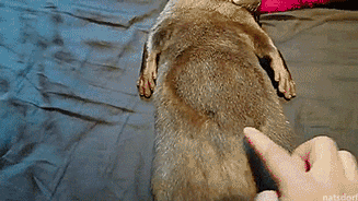 thenatsdorf:Otter tummy is a perfect canvas. [full video]