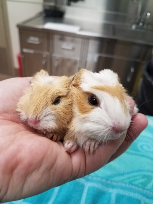 talesfromtreatment: talesfromtreatment: fact: day old guinea pigs are 90% head. Fact: my job is some