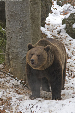 fuck-yeah-bears:  Untitled by Marco Mattiussi