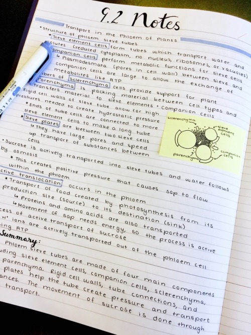 biology notes: transport in the phloem of plants a little less than a month until my IB exams! i&rsq