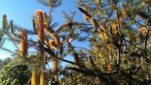 Botanic Gardens, Canberra.