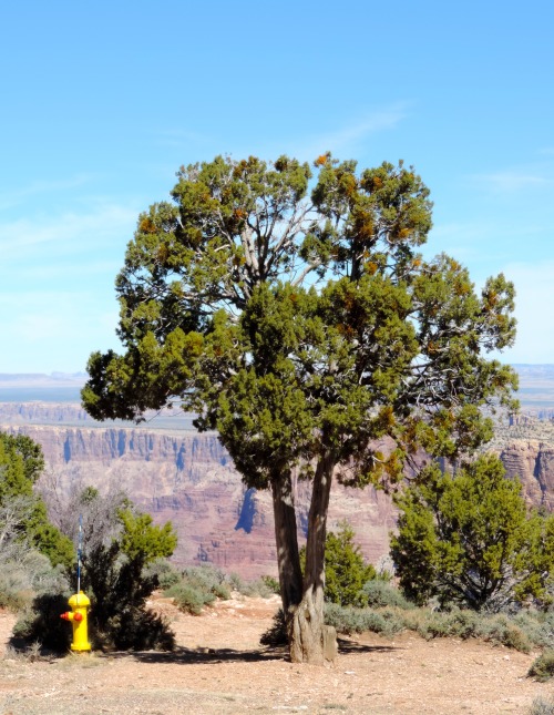 Fire Hydrant and Pinyon Pine (Pinus edulis), Desert View, Grand Canyon National Park, Arizona, 2014.