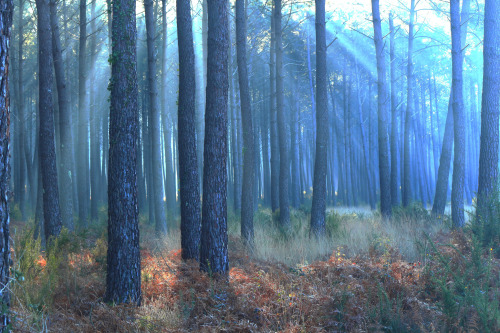 seignosse foret landaise au petit matin avec une petite brume 2 seignosse Landes forest in the morn