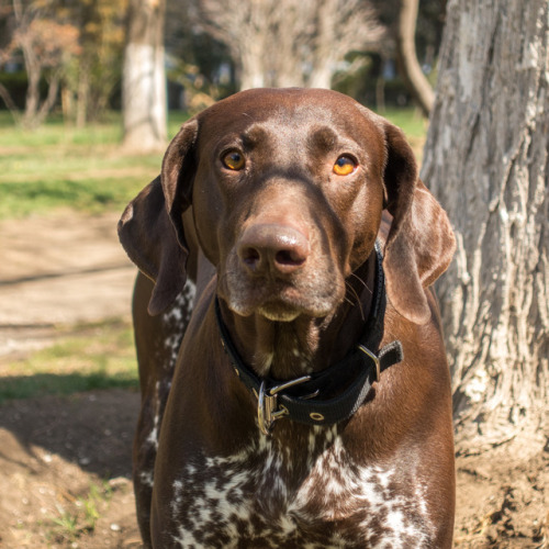 Gabi, 4-year-old German Shorthaired Pointer, Kikvidze Park (off Tsotne Dadiani St.) • გაბი, 4 წლის, 