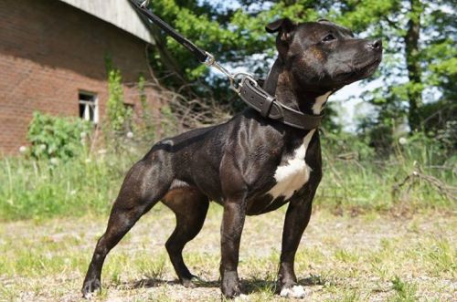 demonhyena: Staffordshire Bull Terrier