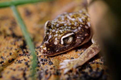 powlokisdiary:Azlynn the elegant gecko on one of his morning basks. He’s Usually more nocturnal,but rarely he does get seen in the morning!