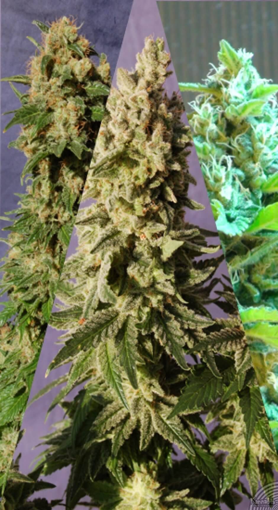 fullofthc:  Sabor Mix Feminised seeds