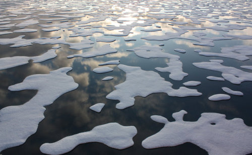 currentsinbiology: Thinning Arctic Ice Is Breeding Dangerous Phytoplankton Blooms  Not only is the e