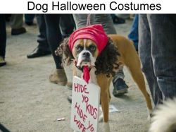 wwinterweb:  Dog Halloween Costumes (SEE 10 MORE) 