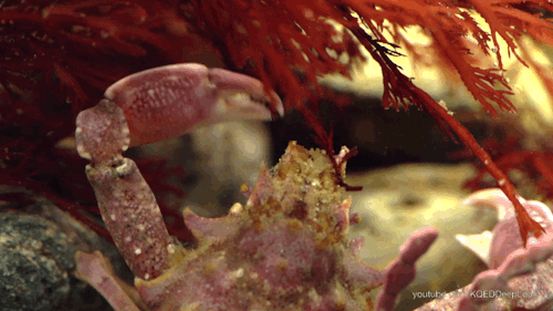 Watch these decorator crabs #werk the underwater runway in our latest episode of Deep Look!