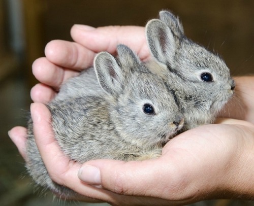 mamandam123:Tiny mini little bunnies!!! Agh