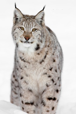 Beautiful-Wildlife:  Lynx Resting In The Snow By Cecilie Sønsteby