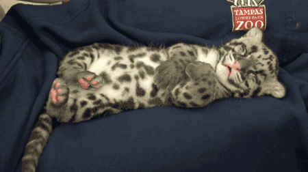 disgustinganimals:  gifsboom:  Clouded Leopard Cub. [video]  get a job 