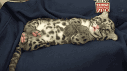 dawwwwfactory: Sleeping leopard cub