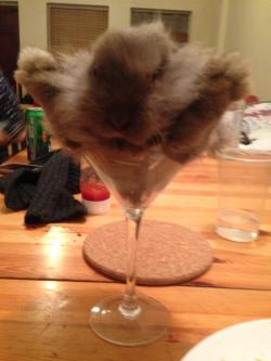 awwww-cute:  There’s a hare in my glass
