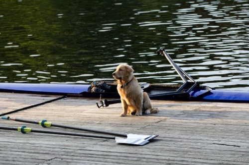 itsarowingthing:ROWING PUP OMG