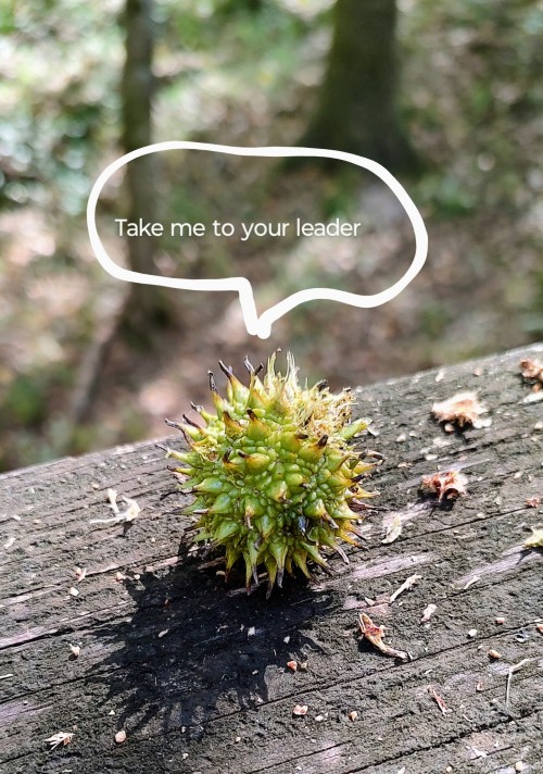 A Tiny Alien Visitor...or A Sweet Gum Cone.