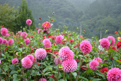 expressions-of-nature:  Dahlia Garden in