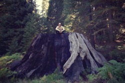 littleveganplanet:  Remnants of Giant Sequoias