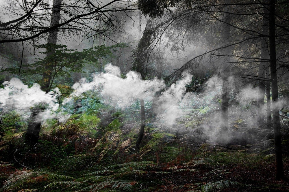 archatlas:   Between the Trees Ellie Davies   What is a forest?  Is it the trees