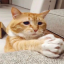 orangeegatto