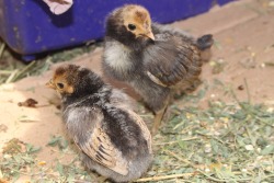 cyrioci:  teenytinydinosaurfarm: CREAM BRABANTER CHICKS©TeenyTny DinosaurFarm Cream Brabanters - the nearly two week old chicks are mine, I hope they grow up to look like the bottom photo of Rhiannon Solem’s Cream Brabanter pullet.   @juunkrat