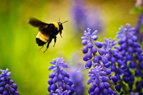 Ban the chemical that’s killing our bees!Neonicotinoids have decimated bee populations worldwi