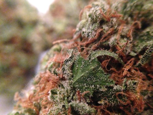 aliensandmaryjane:Weed is just so pretty ~