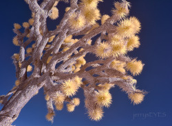 &ldquo;Joshua Tree&rdquo; Joshua Tree National Parkfalse color infrared-jerrysEYES