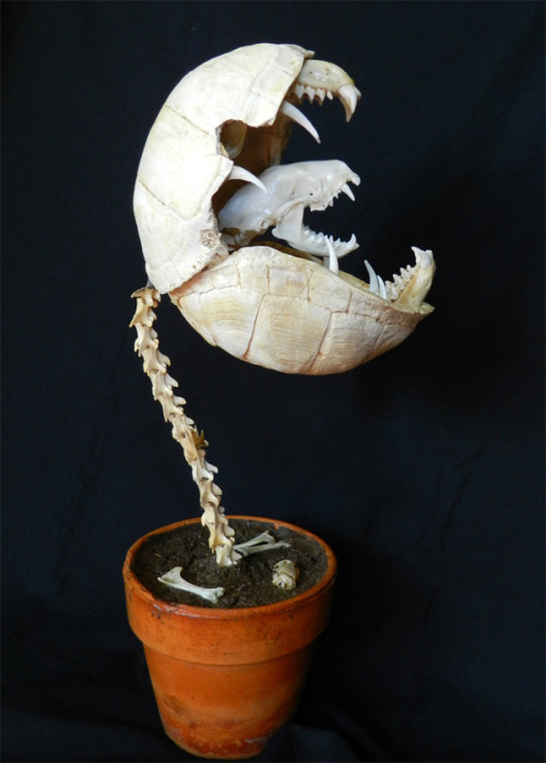 shroompuss:  albinwonderland:  gaksdesigns:  Little Shop of Horrors Skeleton by Tim Price.(Tim’s Tumblr Blog)  aww I want my own little Audrey II!    Fuck excuse me. I need this holy shit.  Now THAT’S creative.