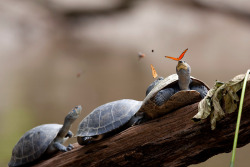 itscolossal:  A Pair of Butterflies Photographed While Sipping on Turtle Tears in Ecuador Apparently if you’re a thirsty butterfly, one option available to you is a refreshing sip of turtle tears. No, this isn’t a staged photo masquerading as science,