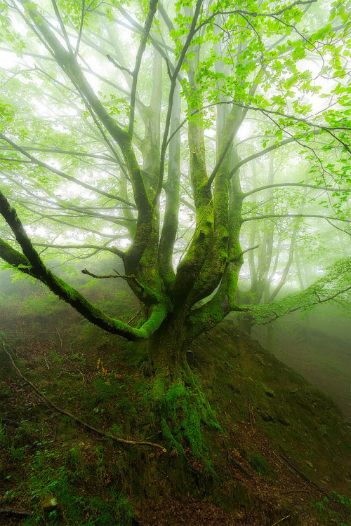 Una criatura del bosque mas by Alfredo