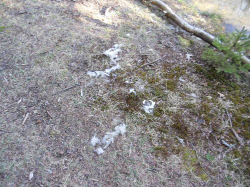 Its Spring! The deer are shedding!