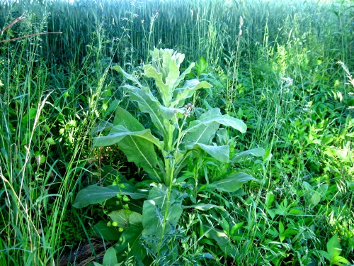 Mullein on the roadside.