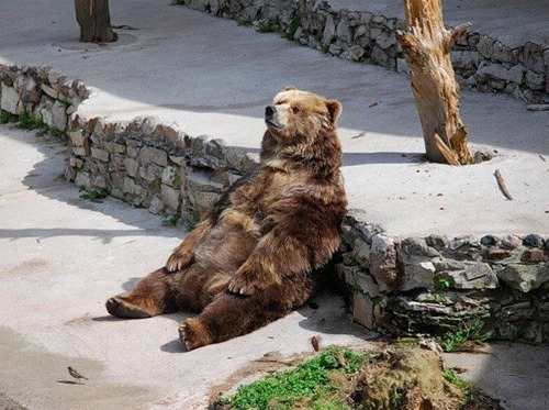 ofools: juliemangoes:  morgluxia:  parrotiny:  mediocrechick:   parrotiny:  i want to know what bears think sometimes         