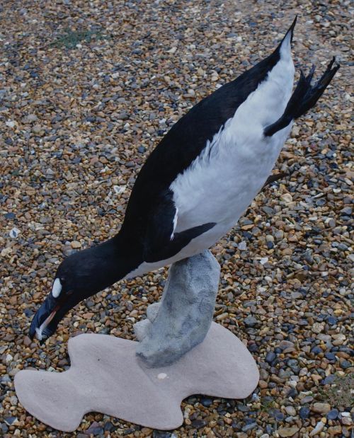 Great Auk reconstruction for the Natural History Museum from a few years ago #greatauk #greataukart