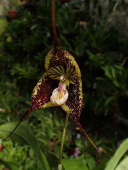 Orchid-A-Day:  Dracula Robledorum  Syn.: Dracula Chimaera Var. Robledorum June 7,