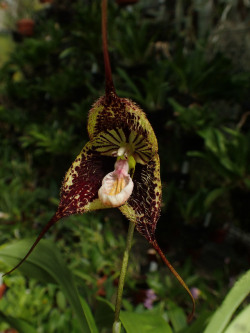 orchid-a-day:  Dracula robledorumSyn.: Dracula