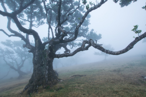 Foggy tress by Lennart Artinger