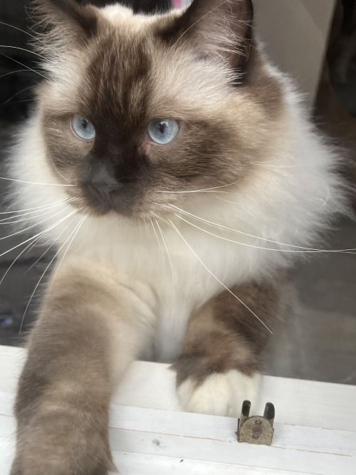 Daily Dose Of Cat Pics