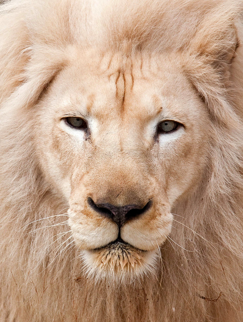 brutalgeneration:  Rex (by Mark Dumont)